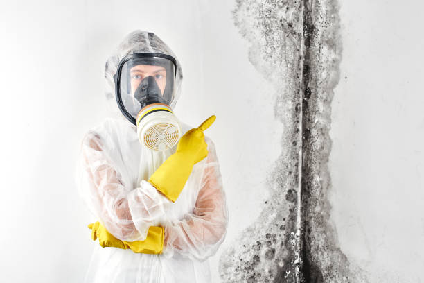 Best Black Mold Removal  in Roaring Spring, PA